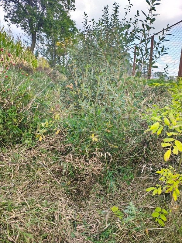 Rów Łanięta – Witoldów, koło boiska szkolnego - przed